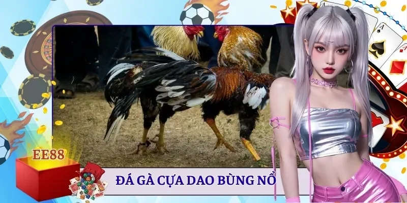 Đá gà cựa dao
