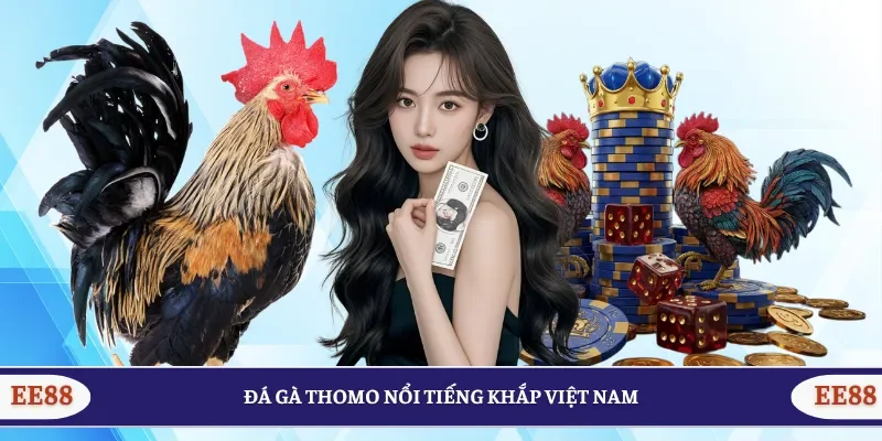Đá gà Thomo nổi tiếng khắp Việt Nam