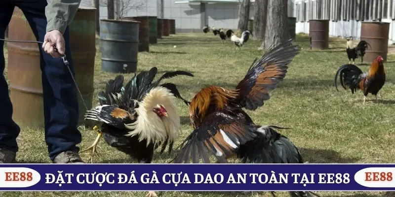 Đặt cược đá gà cựa dao an toàn tại EE88