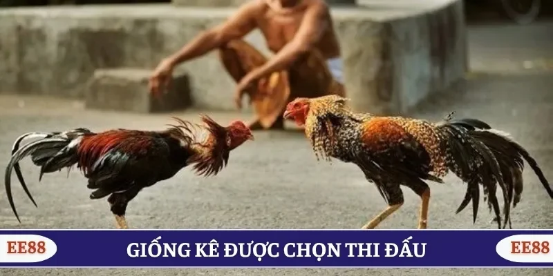 Giống kê được chọn thi đấu