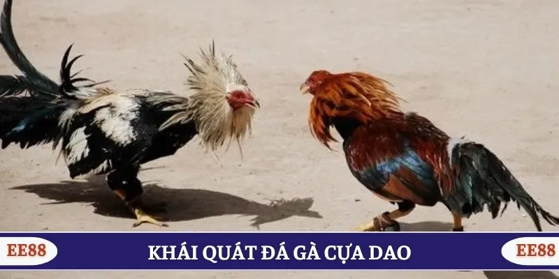 Khái quát đá gà cựa dao
