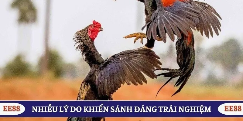 Nhiều lý do khiến sảnh đáng trải nghiệm