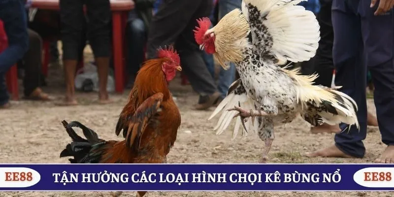Tận hưởng các loại hình chọi kê bùng nổ
