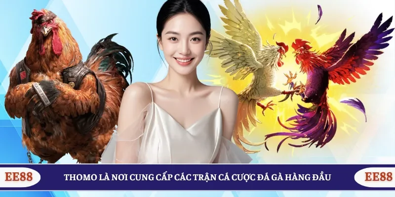 Thomo là nơi cung cấp các trận cá cược đá gà hàng đầu