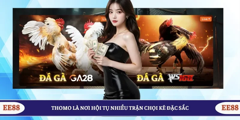 Thomo là nơi hội tụ nhiều trận chọi kê đặc sắc