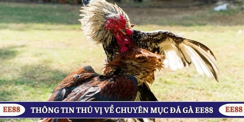Thông tin thú vị về chuyên mục đá gà EE88
